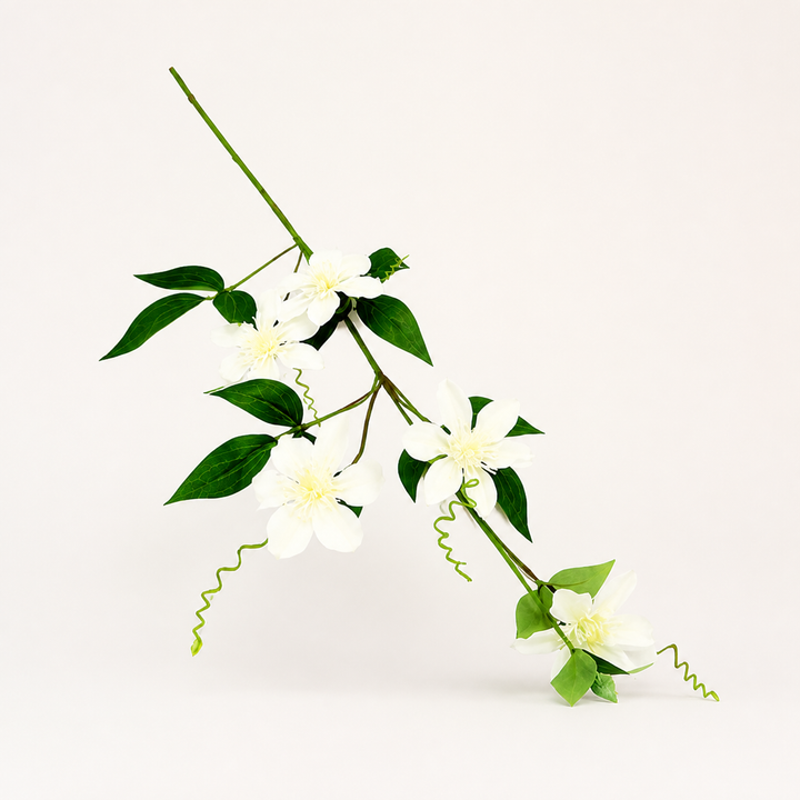 Clematis passionata - catalogue