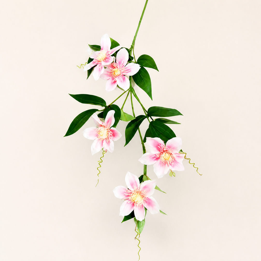 Clematis soft pink - catalogue