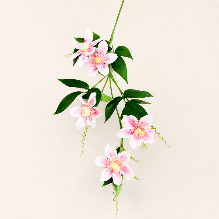 Clematis soft pink - catalogue