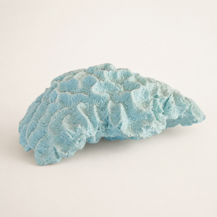 Coral brain blue x large — catalogue product image