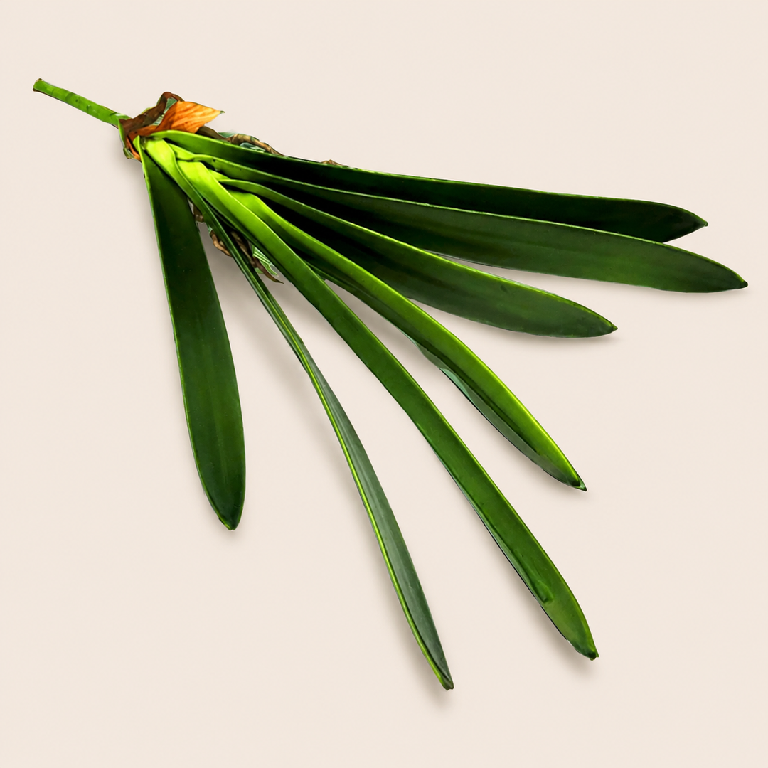 Cymbidium Leaf — catalogue product image