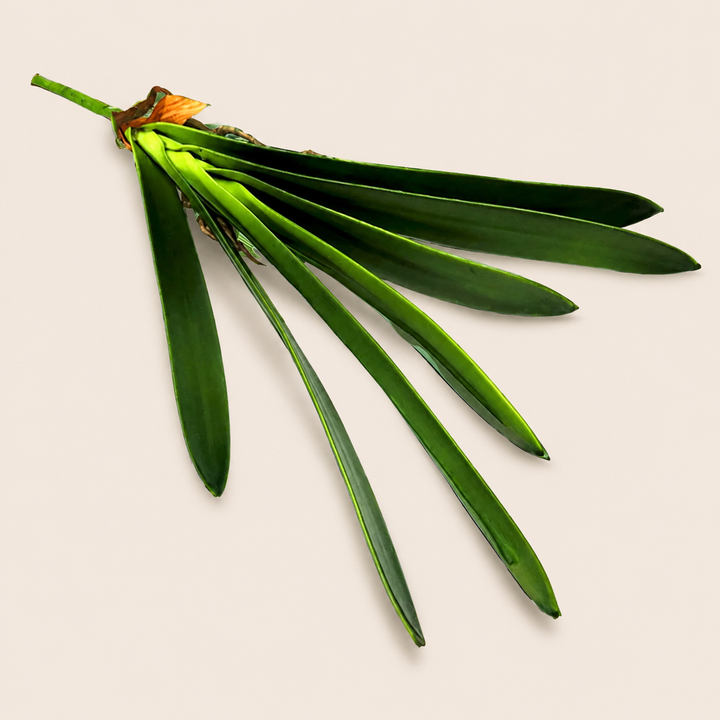 Cymbidium Leaf — catalogue product image