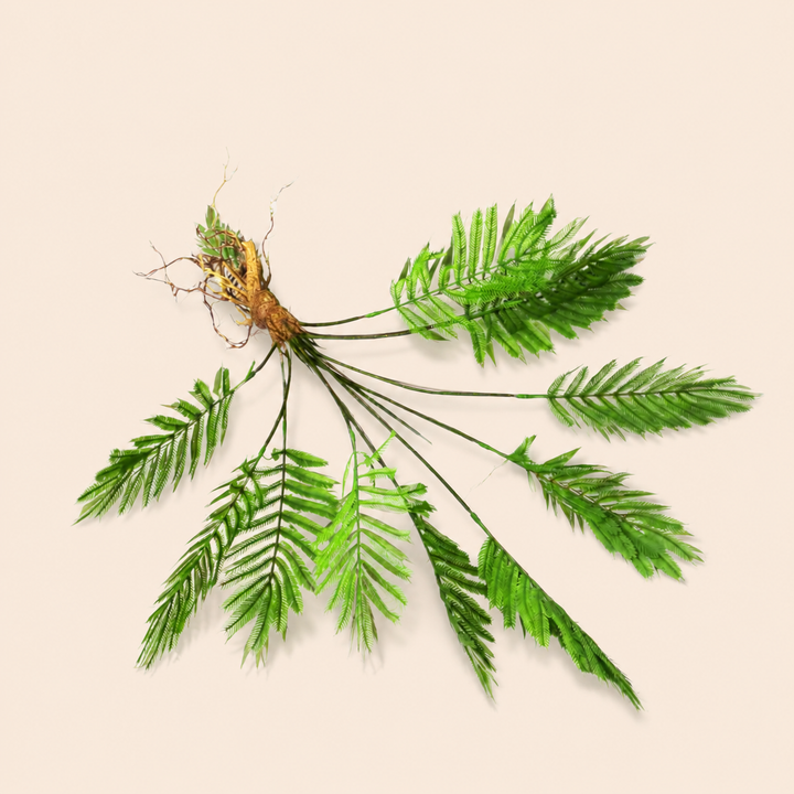 Fern Fanclub Rooted catalogue view