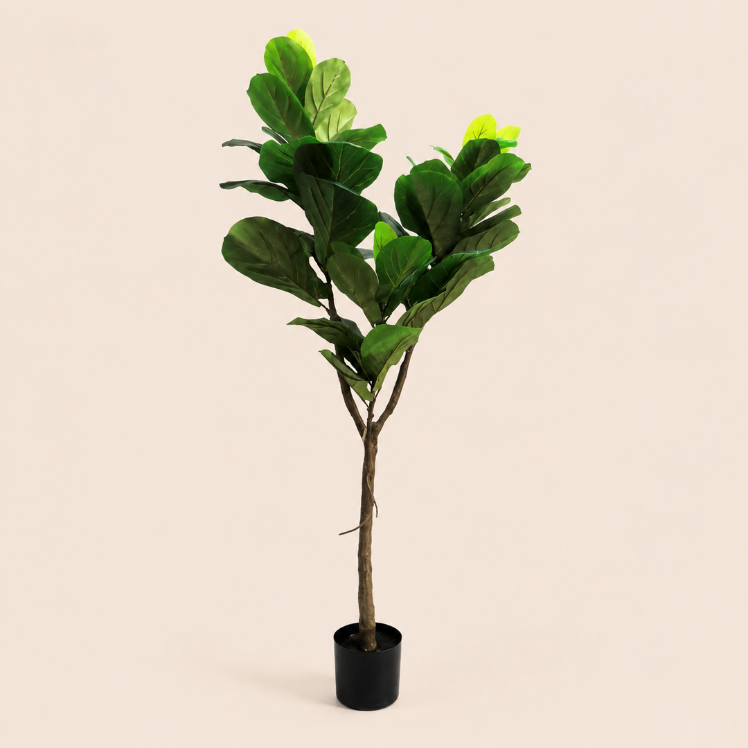 Fiddle Tree – catalogue view