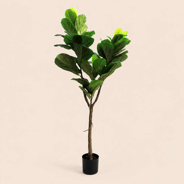 Fiddle Tree – catalogue view