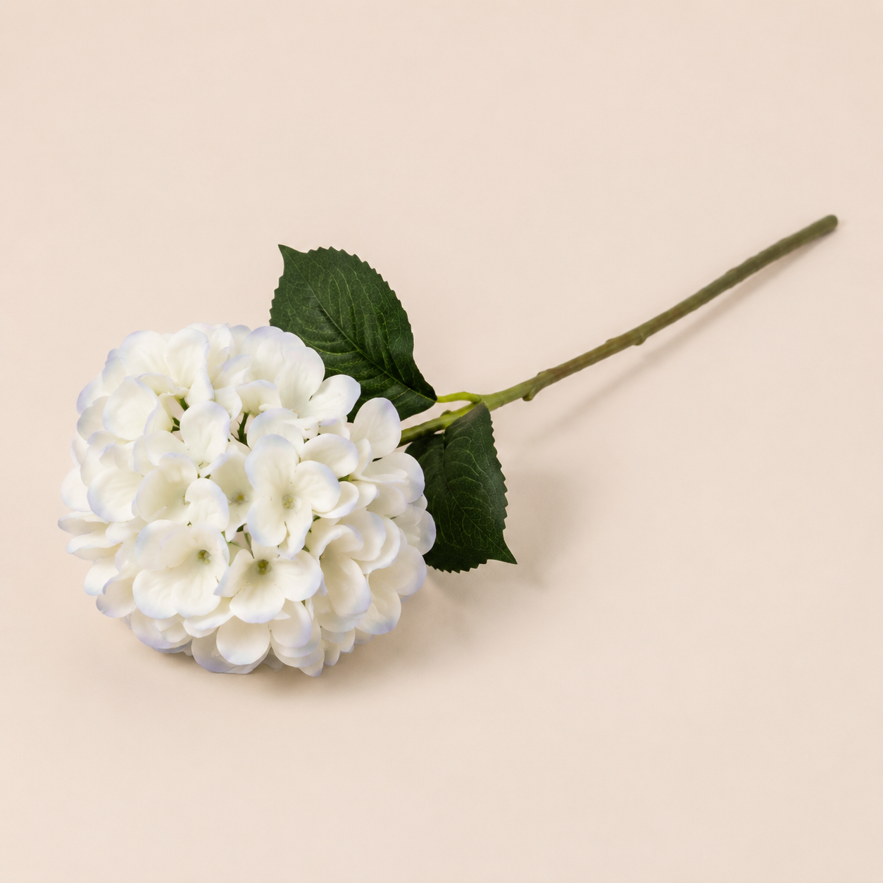 Hydrangea I'heure Bleu – catalogue view