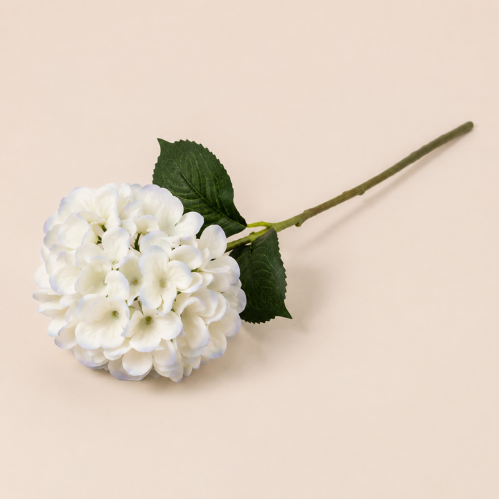 Hydrangea I&