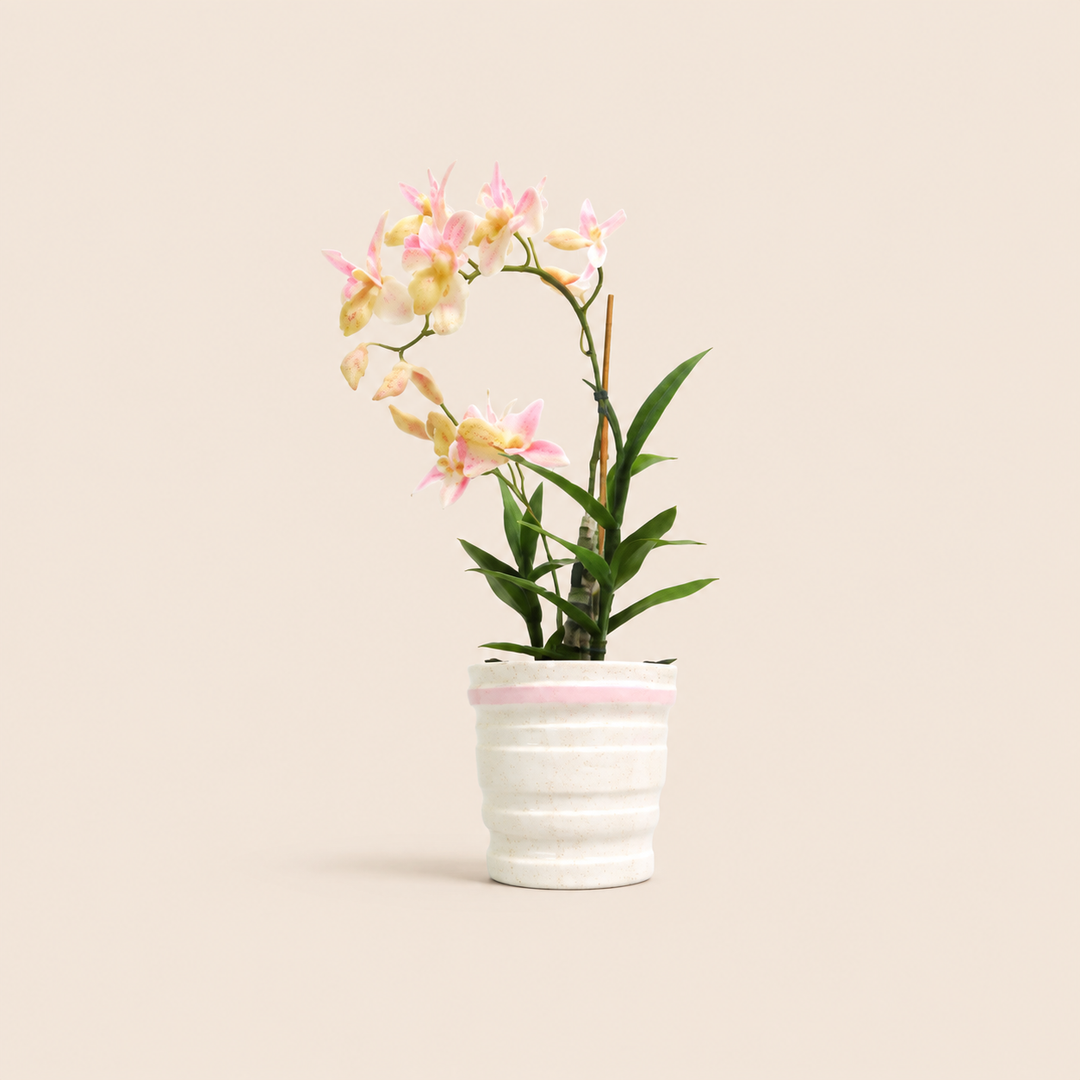 Ophrys orchid potted in ceramic pot catalogue view