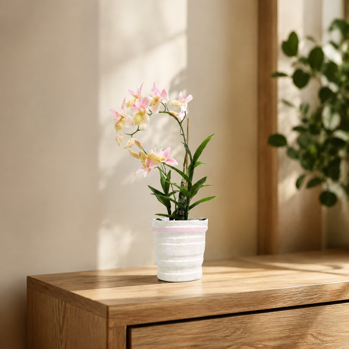 Ophrys orchid potted in ceramic pot lifestyle view