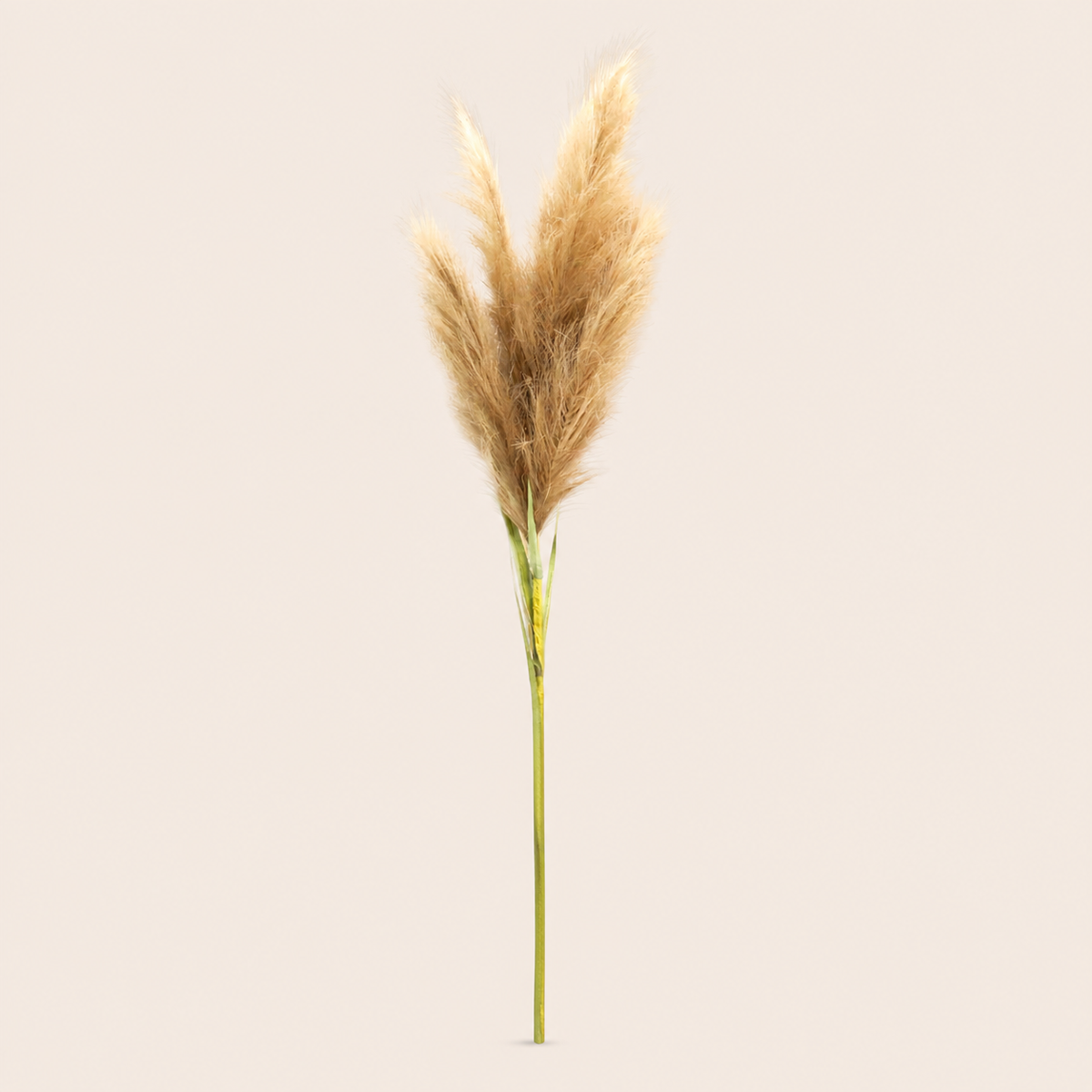 Pampas Mega — catalogue image