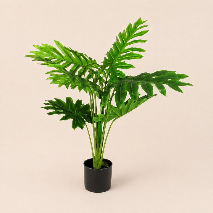 Philodendron Heartthrob catalogue view
