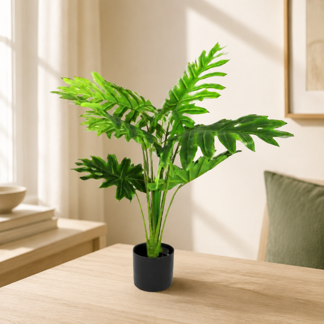 Philodendron Heartthrob lifestyle view