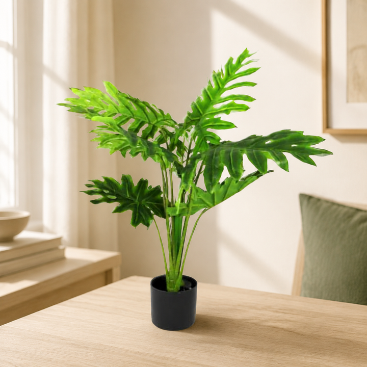 Philodendron Heartthrob lifestyle view