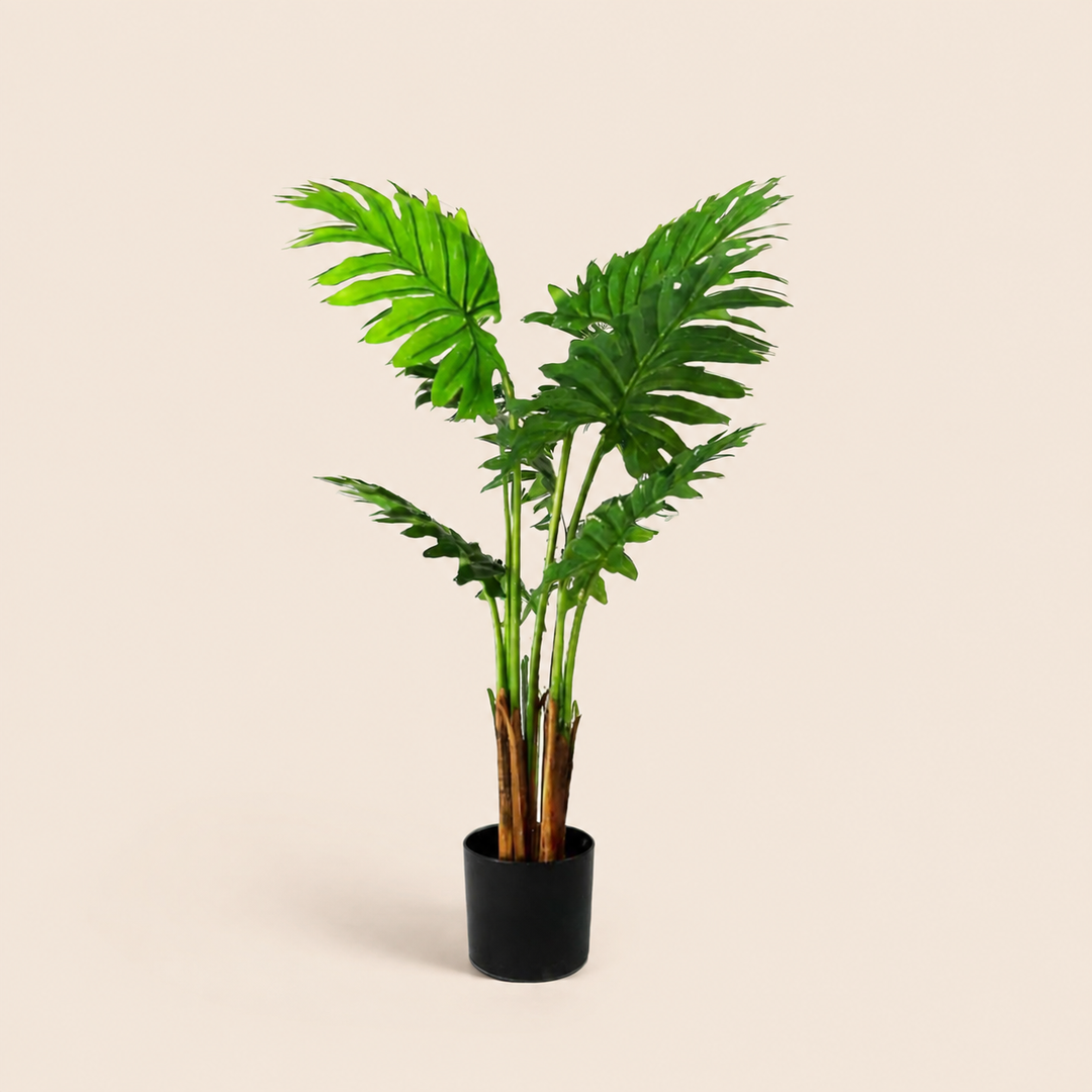 Philodendron Maywood catalogue view