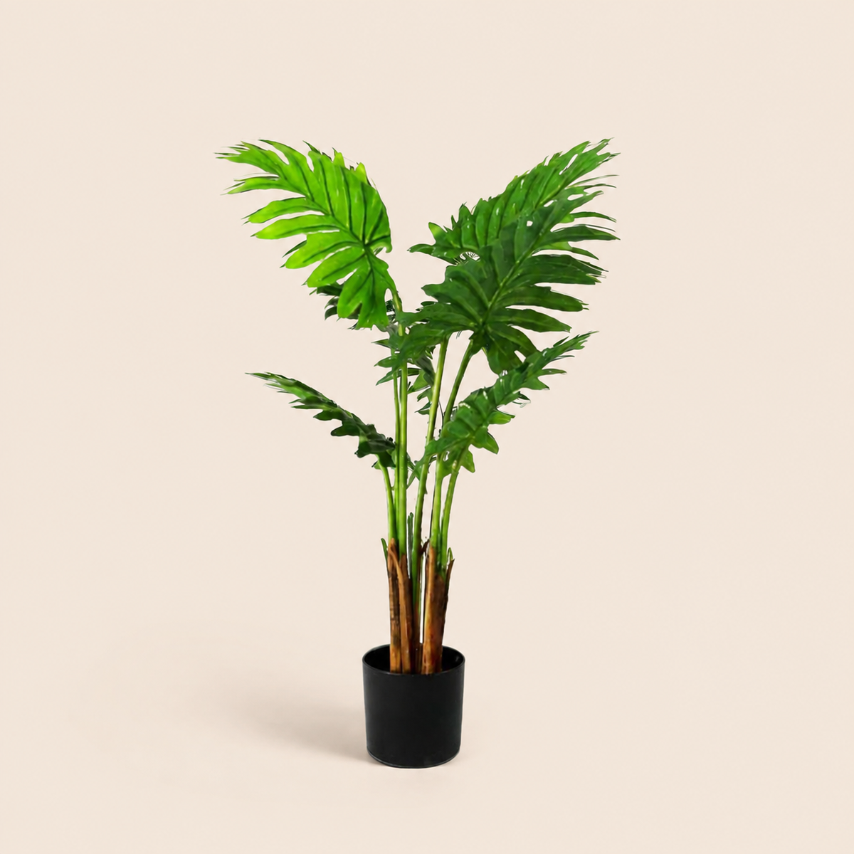 Philodendron Maywood catalogue view