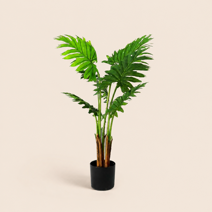 Philodendron Maywood catalogue view