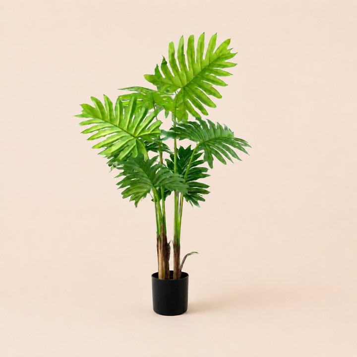 Philodendron Speciality catalogue view