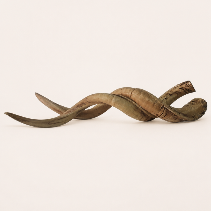 Resin cement kudu horns — catalogue product image