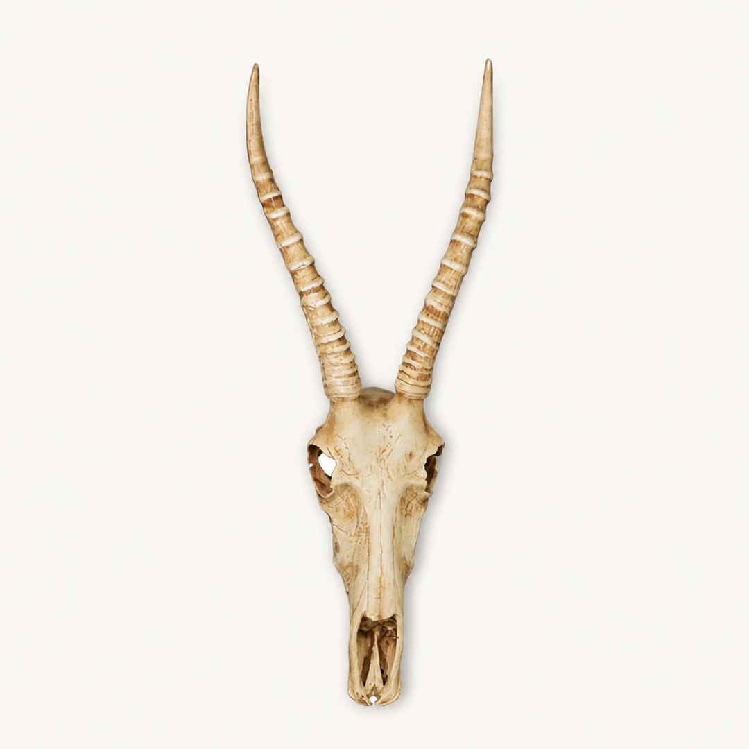 Resin cement Nyala Skull hanging on wall — catalogue product image