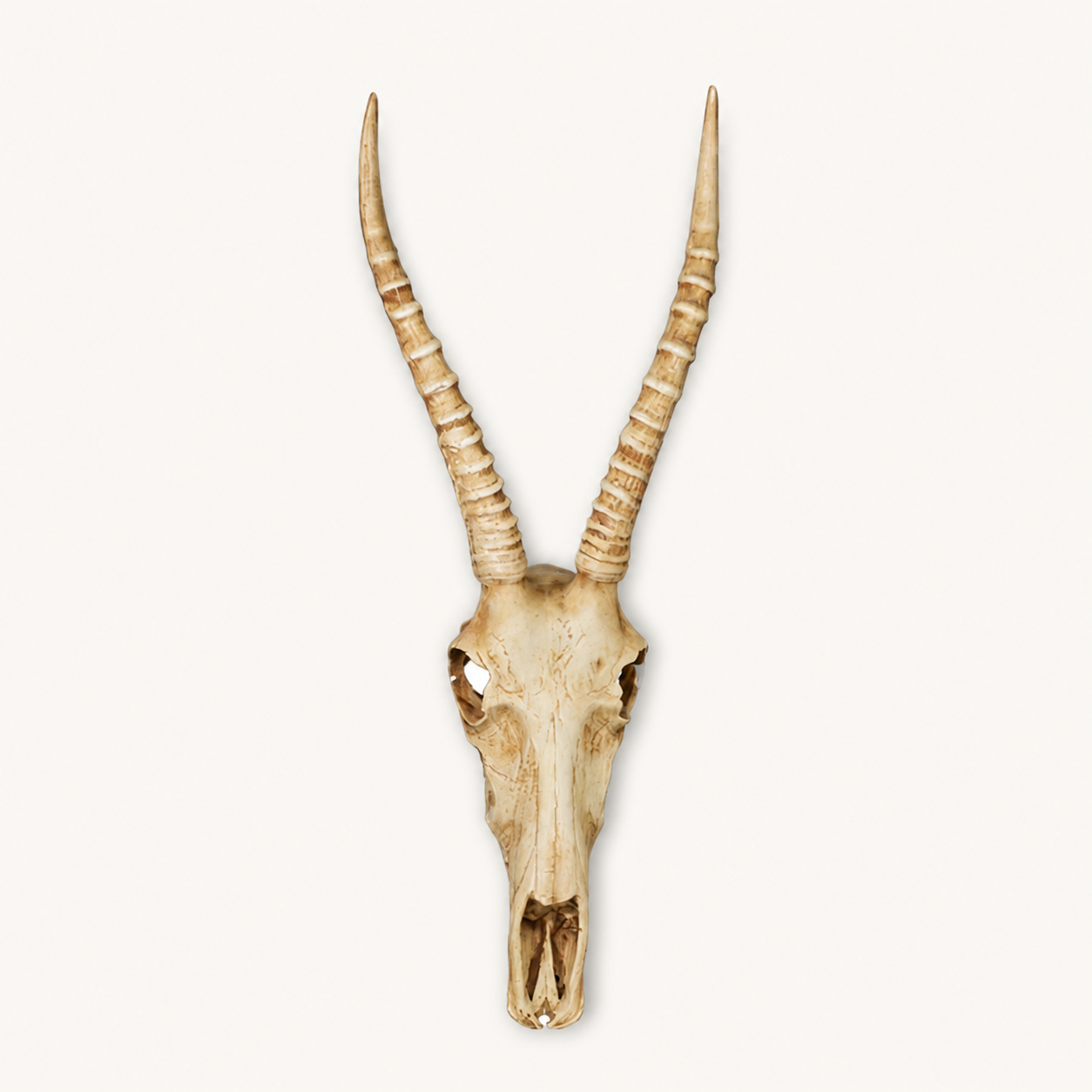 Resin cement Nyala Skull hanging on wall — catalogue product image