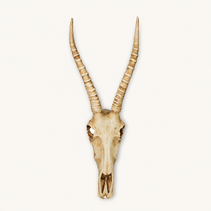 Resin cement Nyala Skull hanging on wall — catalogue product image
