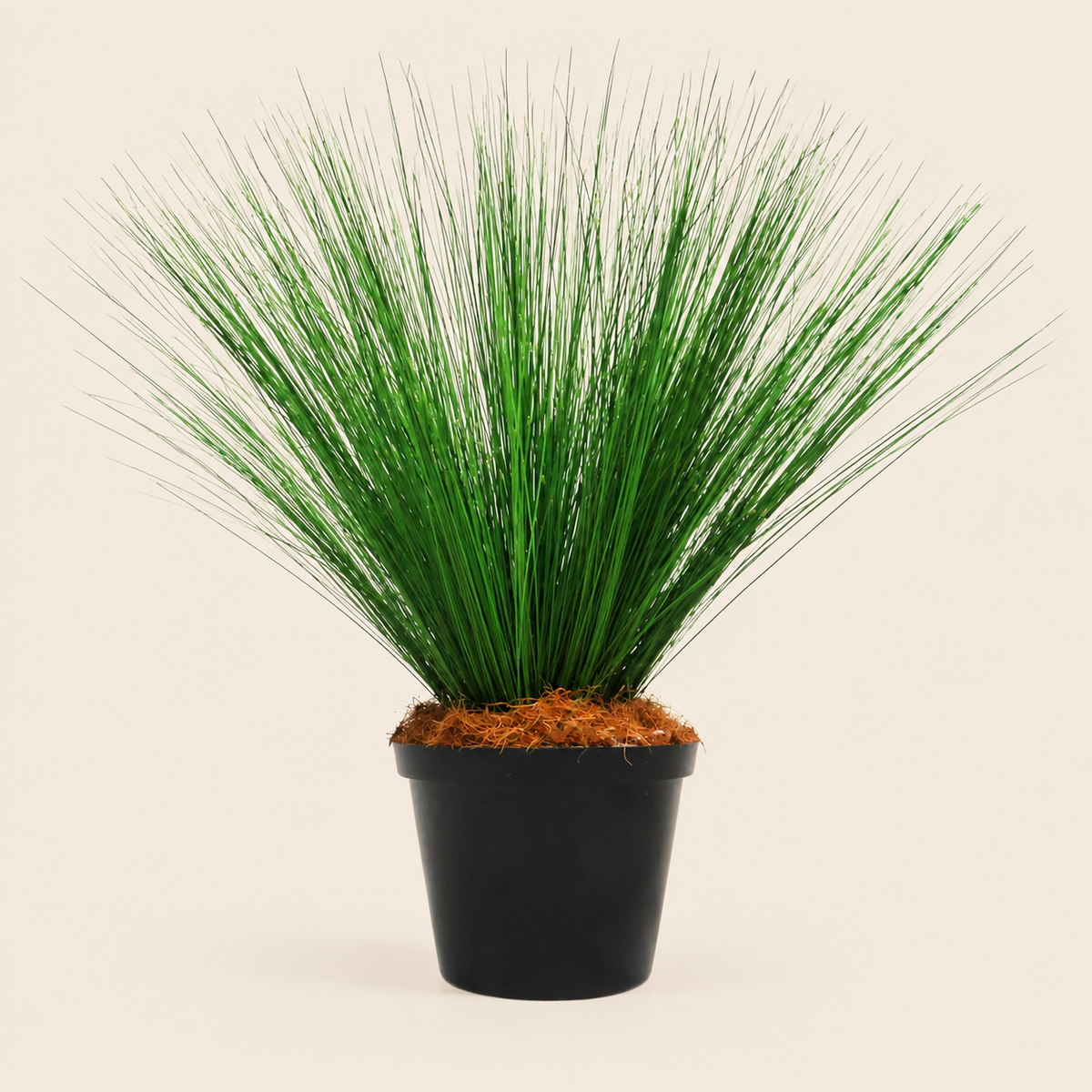 River Reeddance Plant catalogue view