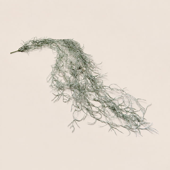 Spanish Moss catalogue view