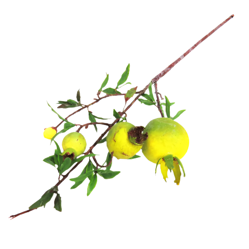 Product Description: Pomegranate Green Branch
Add a touch of natural elegance to your space with this beautiful branch of green pomegranates. Featuring a well-shaped fruit stem with leaves, this decorative piece showcases four pomegranates in various stages of growth
