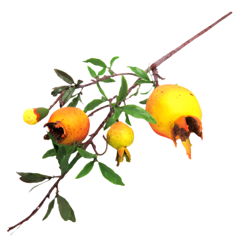 Product Description: Pomegranate Red
Add a pop of color to your space with this stunning artificial Pomegranate Red stem. Featuring a variety of sizes, including a large, medium, small, and developing bud, this decorative accent is perfect for any home or office.