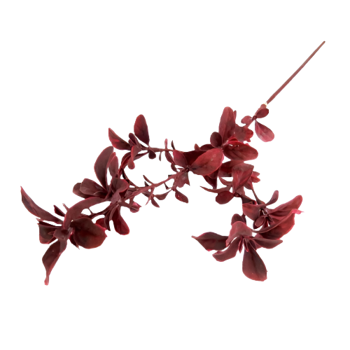 Product Details: Plumwine Spray
Description
Add a touch of elegance to your floral arrangements with our stunning Plumwine Spray. This artificial pittosporum spray boasts delicate, wine-hued leaves that create a beautiful, eye-catching aesthetic.